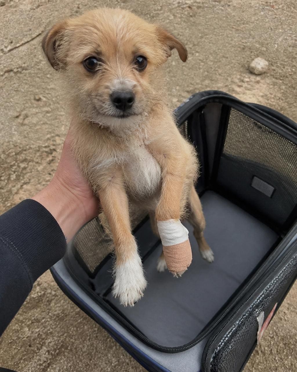 First-person rescue: placing an injured dog into a carrier for treatment